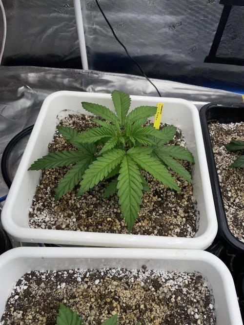 November 2025. Week 3 - Bubba kush
25 days