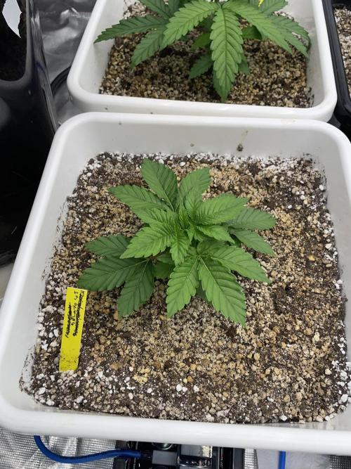 November 2025. Week 3 - Gelato 45
22 days 
