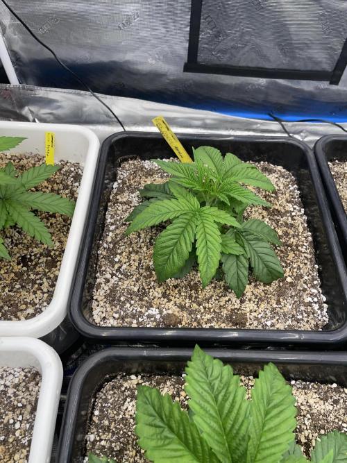 November 2025. Week 3 - Black cherry gushers 
24 days 