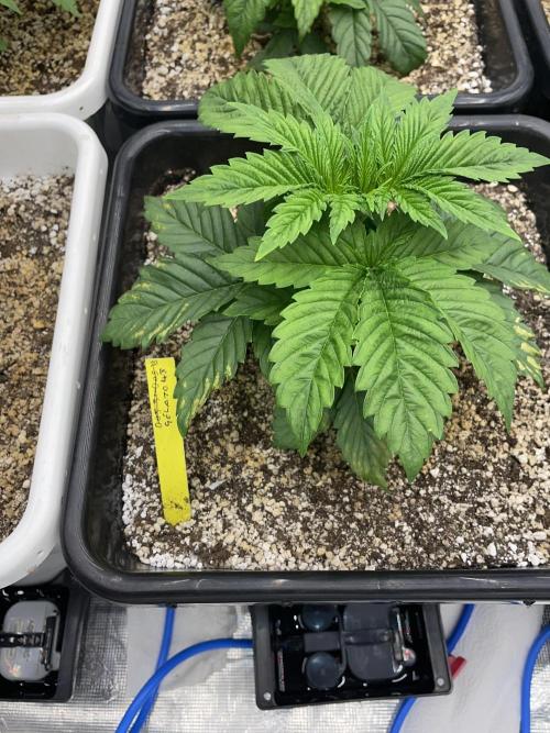 November 2025. Week 3 - Gelato 45
25 days