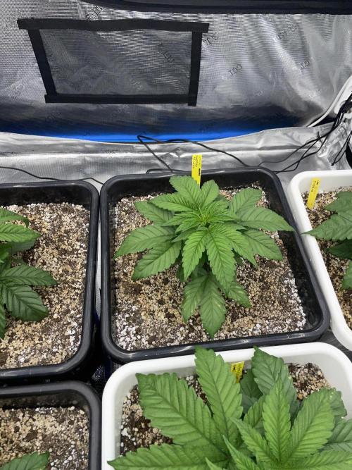 November 2025. Week 3 - Lemon cherry gelato 
25 days