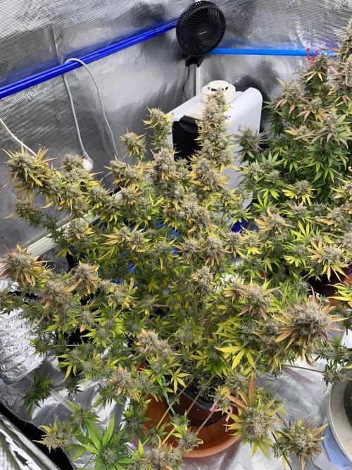 September 2025. Week 14 - Sleepy joe
56 days