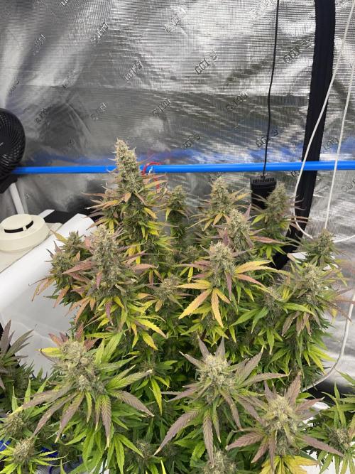 September 2025. Week 14 - Afgooey
56 days