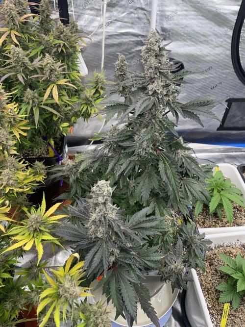 September 2025. Week 14 - Pure glitter
56 days 