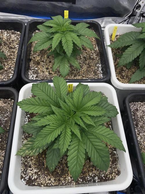 November 2025. Week 4 - Super boof