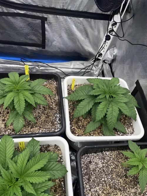 November 2025. Week 4 - Bubba kush