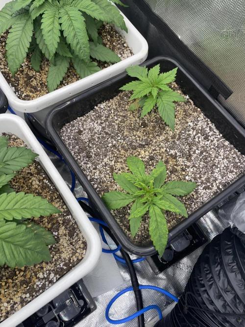 November 2025. Week 4 - Amnesia 