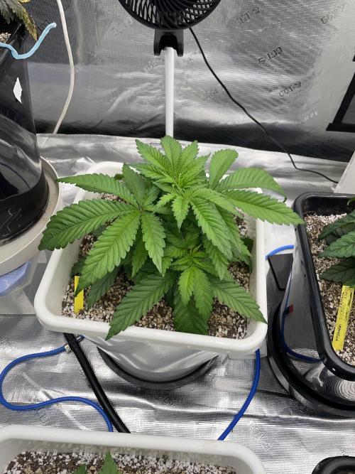 November 2025. Week 5 - Bubba kush 