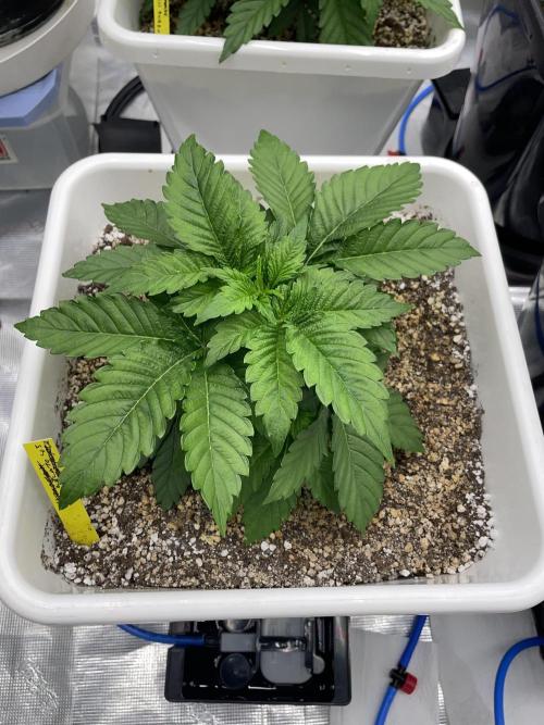 November 2025. Week 5 - Gelato 45