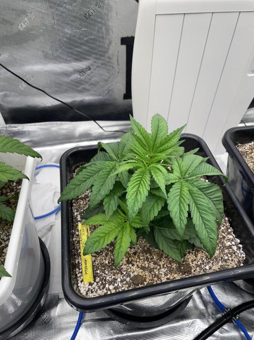 November 2025. Week 5 - Black cherry gushers 