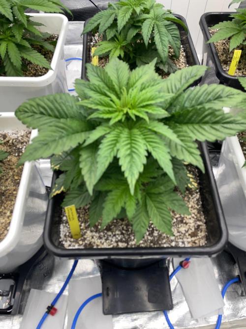 November 2025. Week 5 - Gelato 45