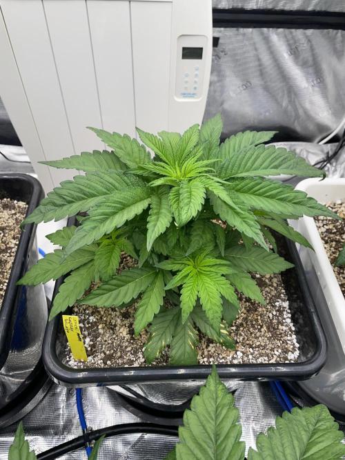 November 2025. Week 5 - Lemon cherry gelato 