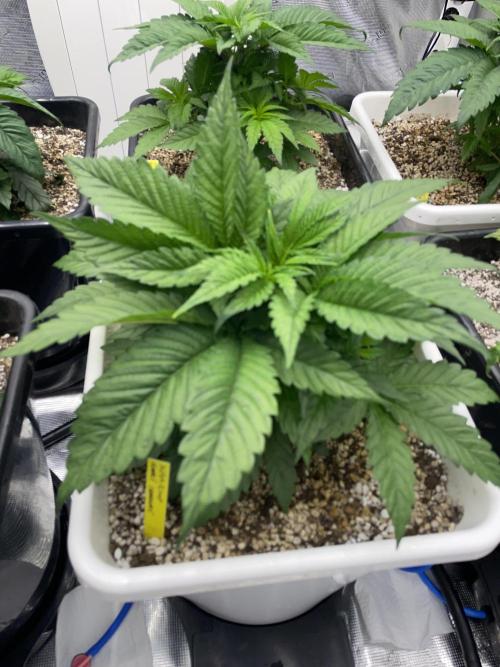 November 2025. Week 5 - Super boof 