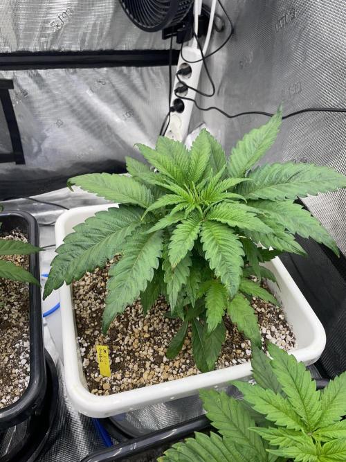 November 2025. Week 5 - Bubba kush 
