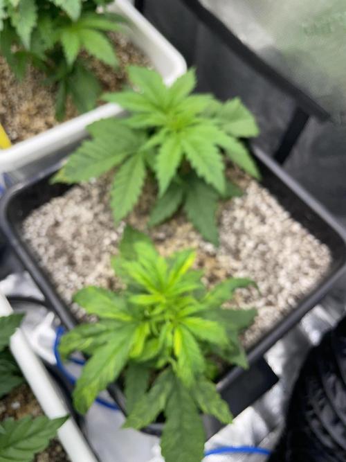 November 2025. Week 5 - Amnesia 