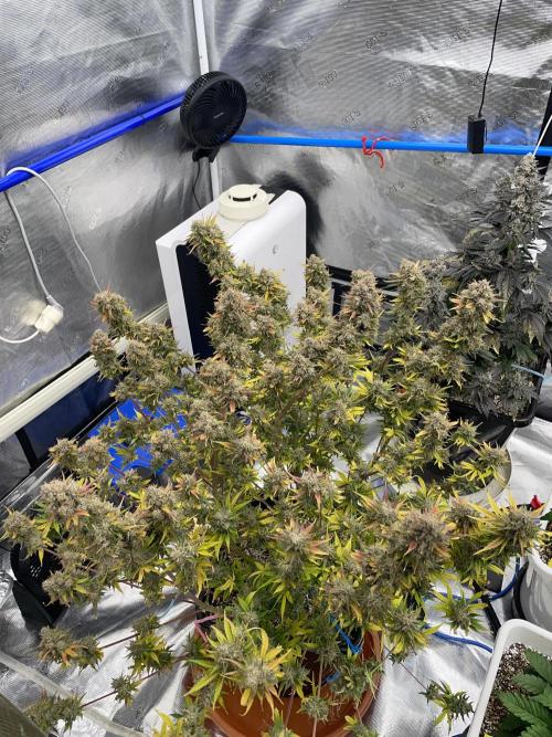 September 2025. Week 15 - Sleepy joe
63 days 