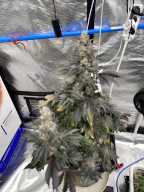 September 2025. Week 15 - Pure glitter 
63 days 