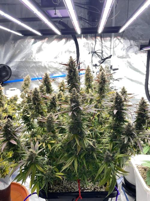 September 2025. Week 15 - Afgooey
68 days 