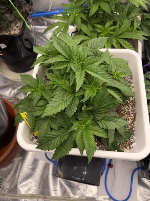 November 2025. Week 6 - Gelato 45