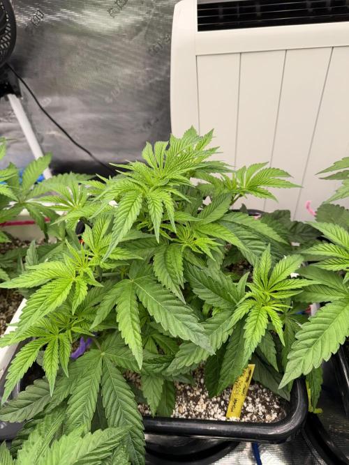 November 2025. Week 6 - Black cherry gushers 