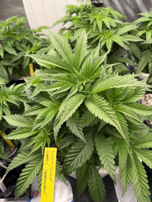 November 2025. Week 6 - Super boof