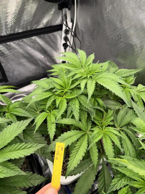 November 2025. Week 6 - Bubba kush 