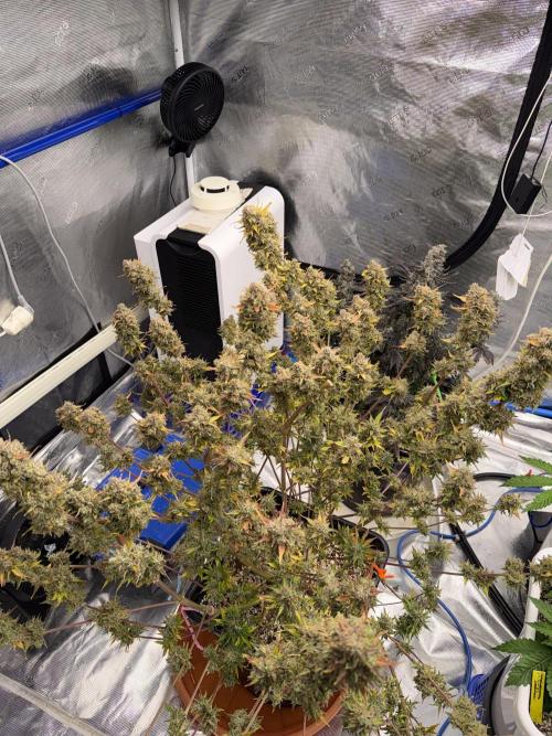 September 2025. Week 16 - Afgooey 70 days