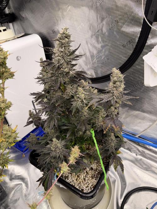 September 2025. Week 16 - Pure glitter
70 days 