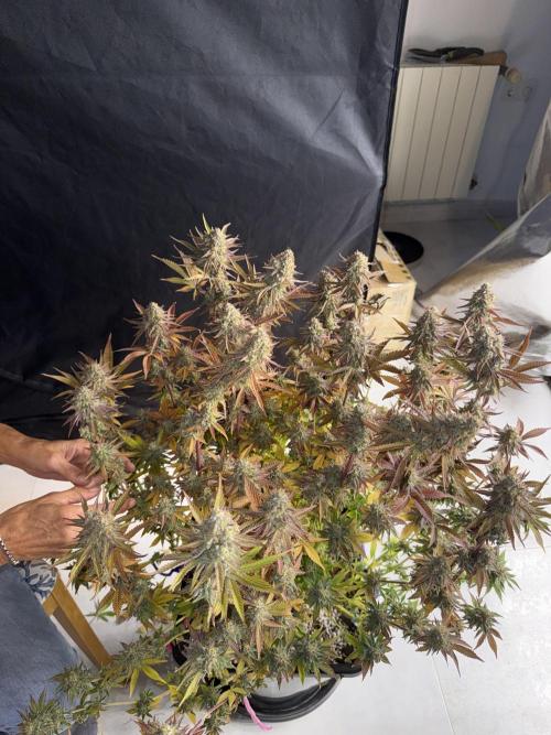 September 2025. Week 17