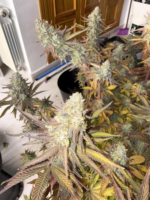 September 2025. Week 17