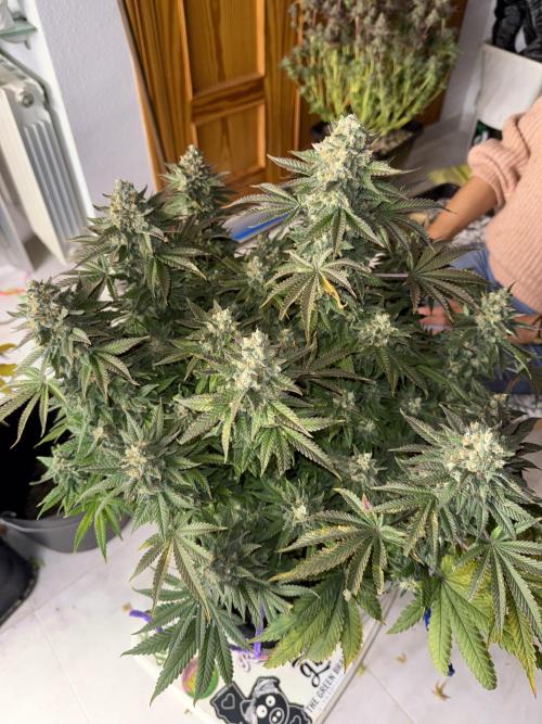 September 2025. Week 17