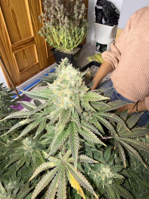 September 2025. Week 17