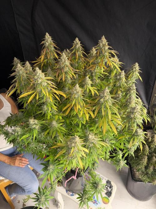 September 2025. Week 17