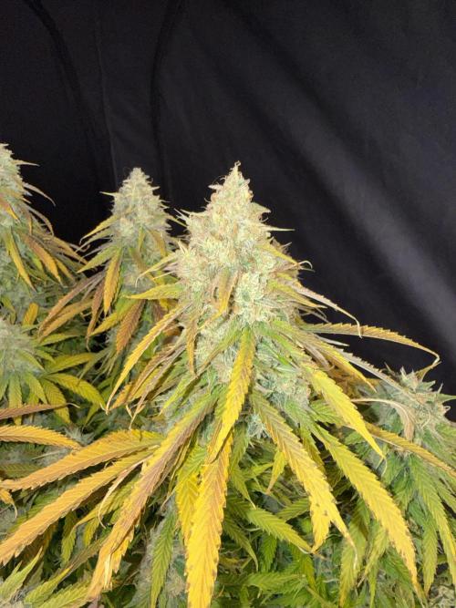 September 2025. Week 17