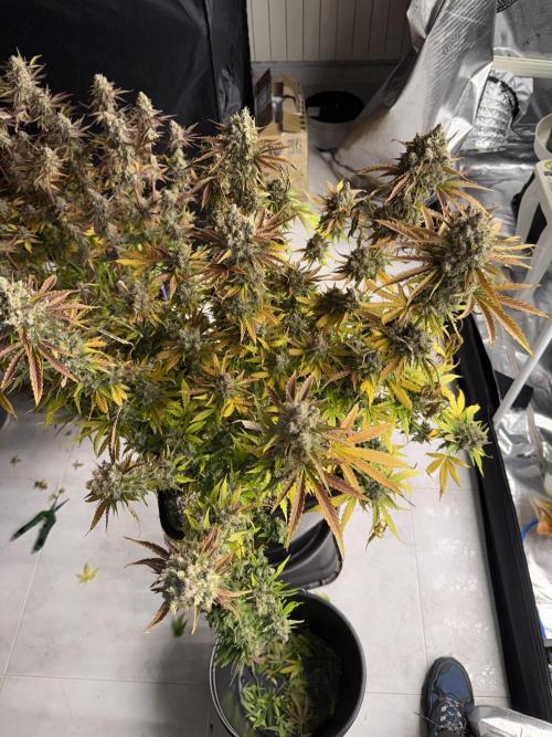 September 2025. Week 17