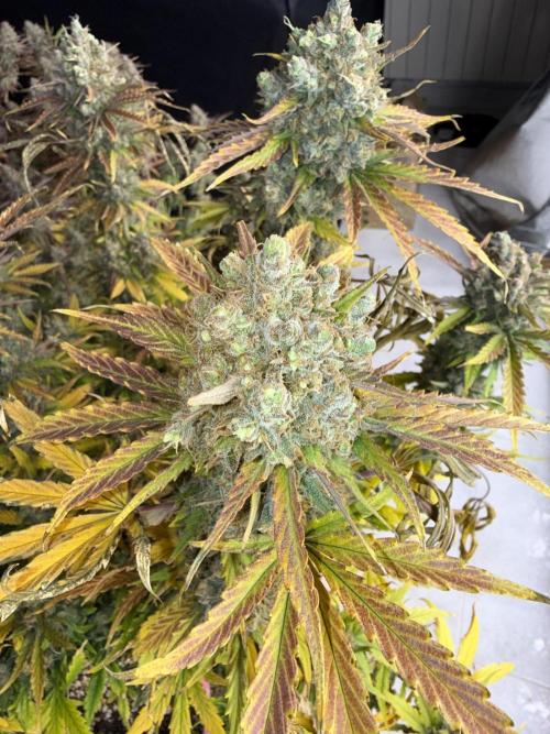 September 2025. Week 17