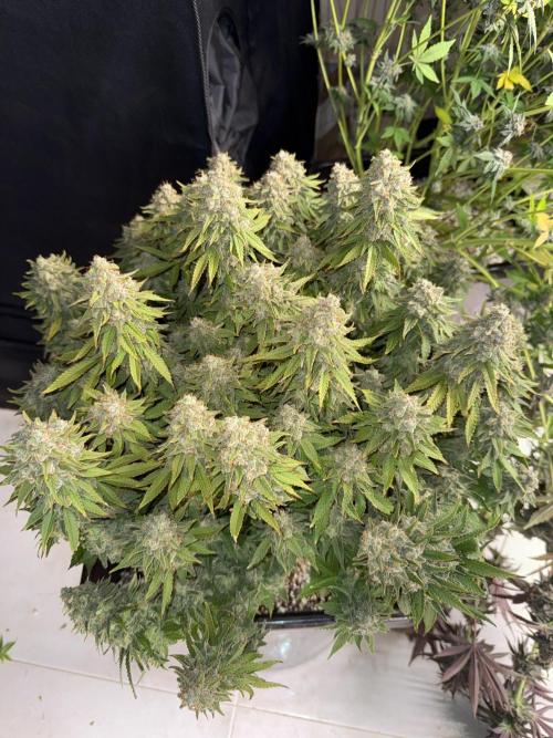 September 2025. Week 17