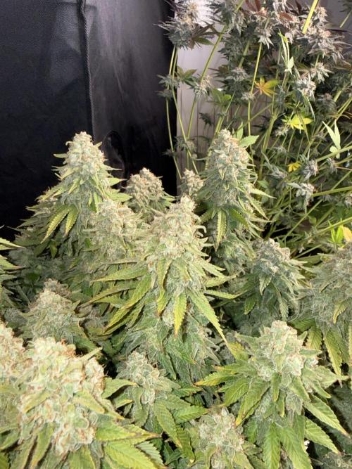 September 2025. Week 17