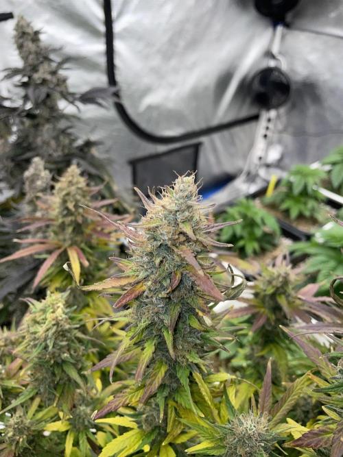 September 2025. Week 17