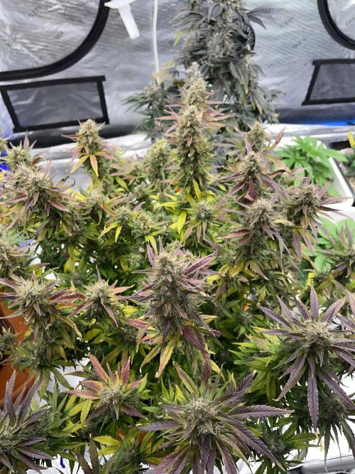 September 2025. Week 17