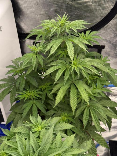 November 2025. Week 7 - Bubba kush 