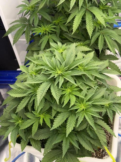 November 2025. Week 7 - Gelato 