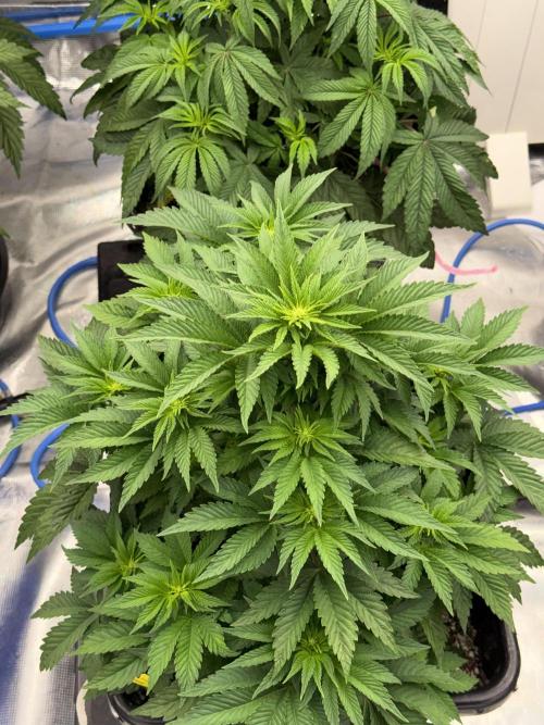 November 2025. Week 7 - Gelato