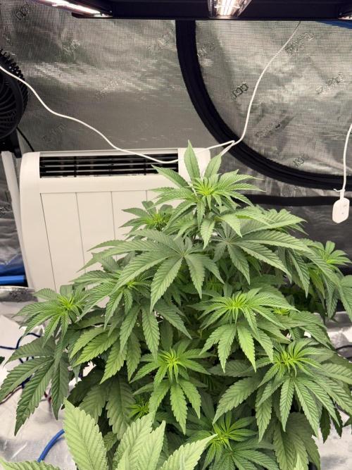 November 2025. Week 7 - Lemon cherry