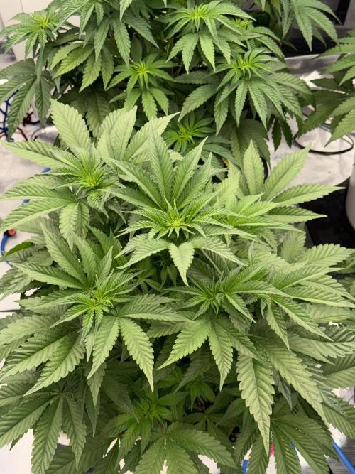 November 2025. Week 7 - Super boof