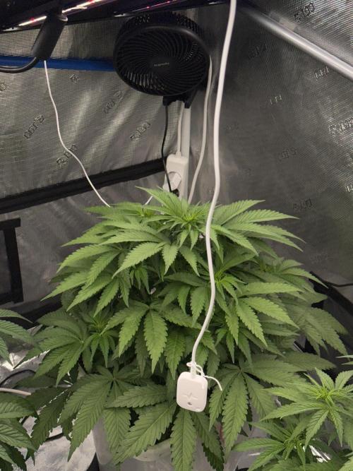 November 2025. Week 7 - Bubba kush