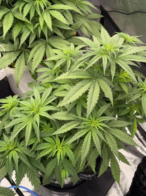 November 2025. Week 7 - Amnesia 