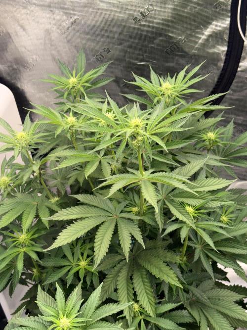 November 2025. Week 8 - Bubba Kush
21 days 