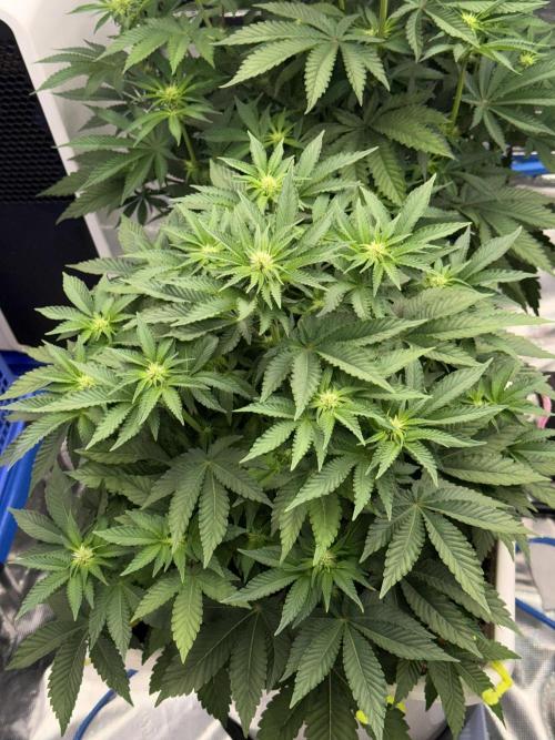 November 2025. Week 8 - Gelato 45