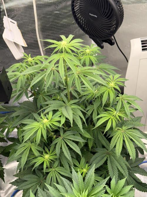 November 2025. Week 8 - Black cherry gusher